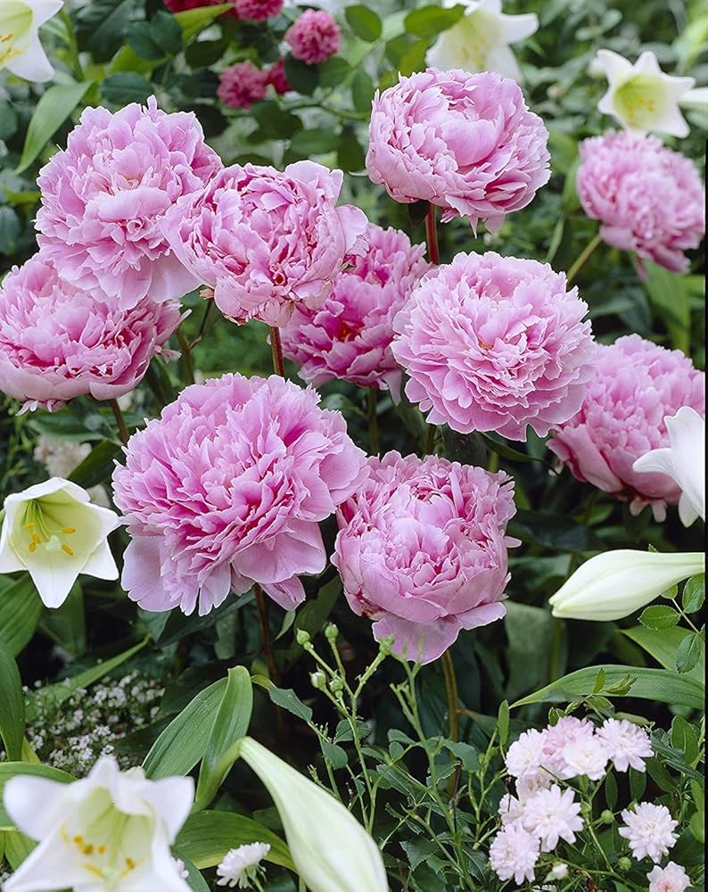 Plantogallery Imported Big Peony Pink Double Aromatic Flowering