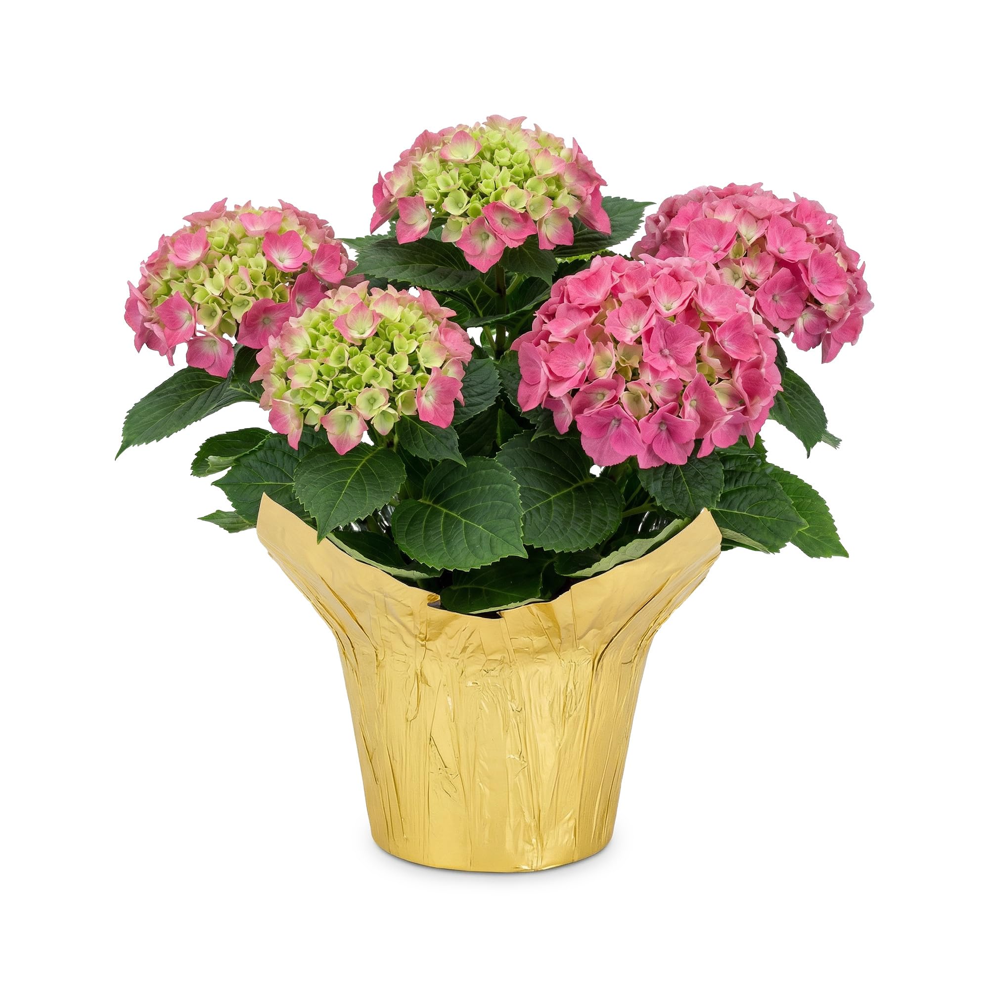 Live Flowering Hydrangea - Shades of Pink