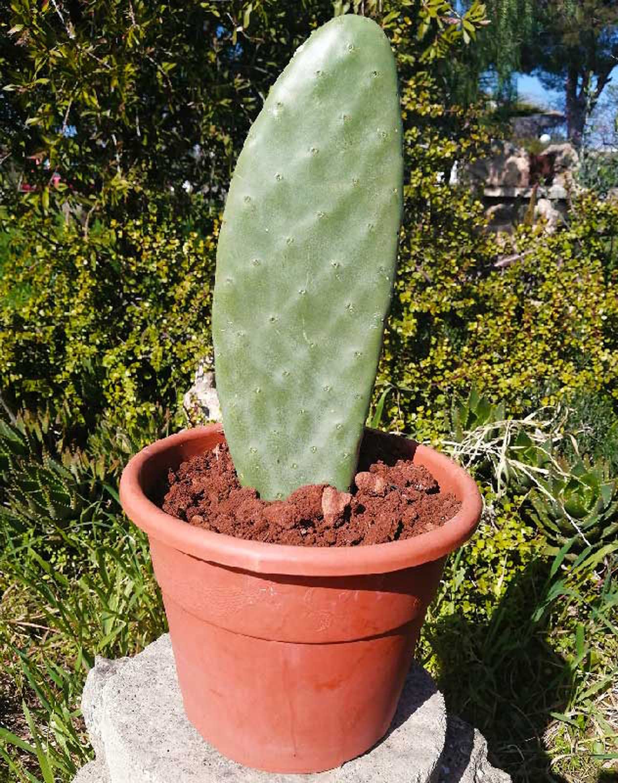POWERS TO FLOWERS - BANANO, PIANTA DEL BANANO XXL IN VASO CERAMICA Bianco Pianta Vera