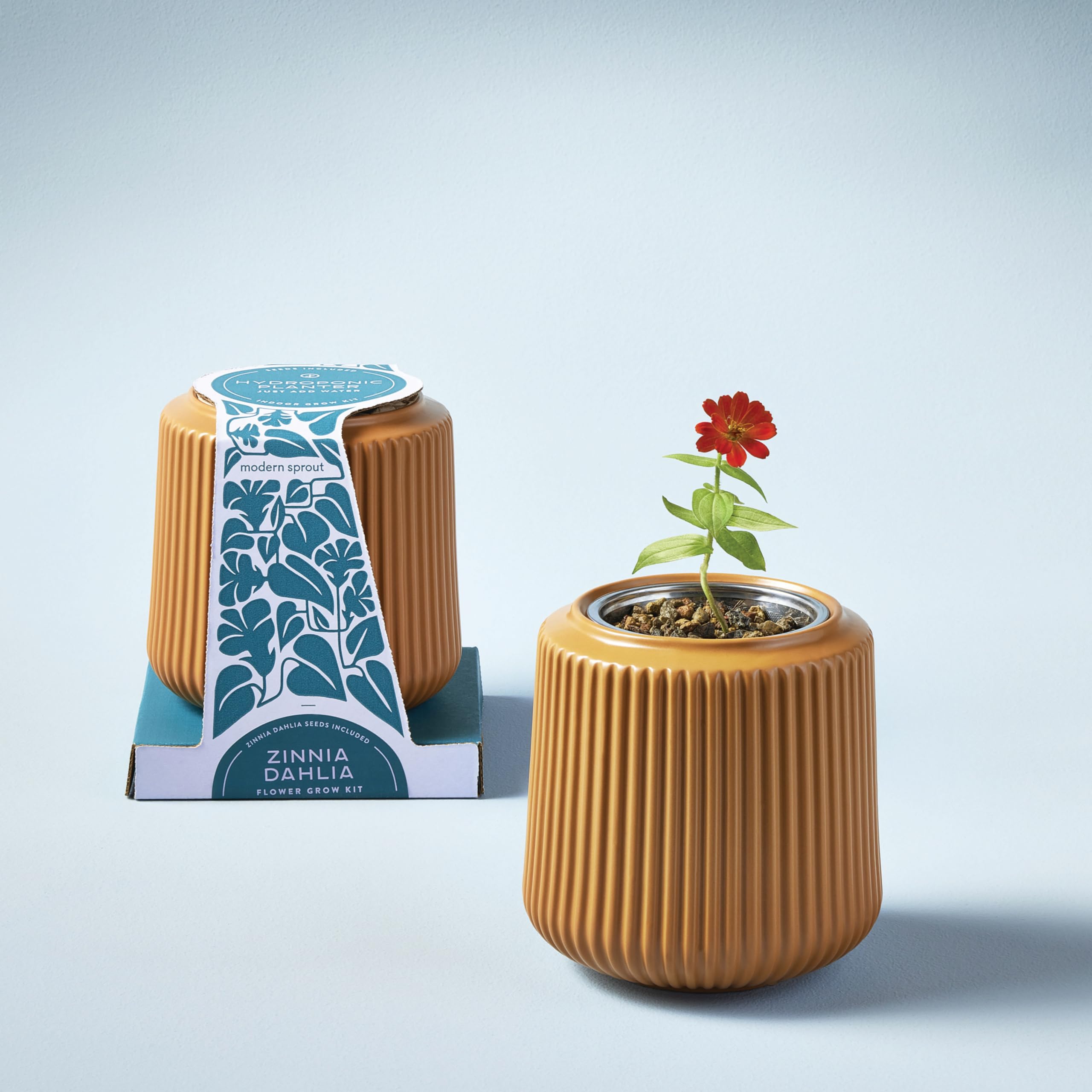 Amazon.com : Modern Sprout Flower Grow Kit - Ceramic Planter with