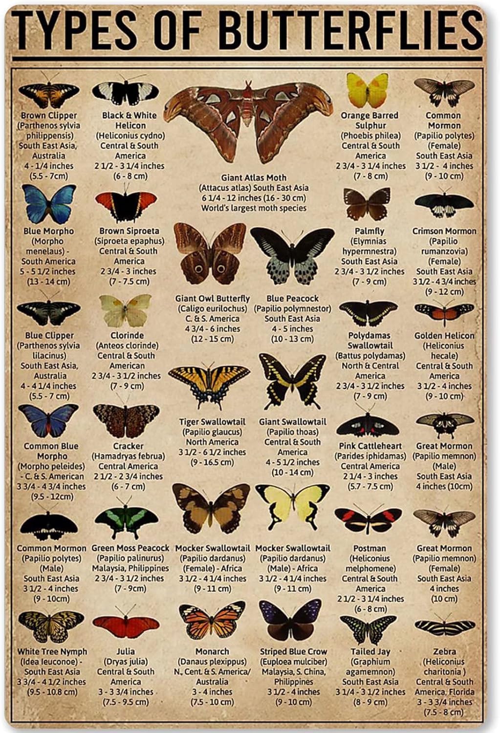 rayprint Metal Tin Sign Butterfly Species Knowledge Poster Types of Butterflies for School Farm Home Kitchen Wall Plaque Decorationes 8x12inch