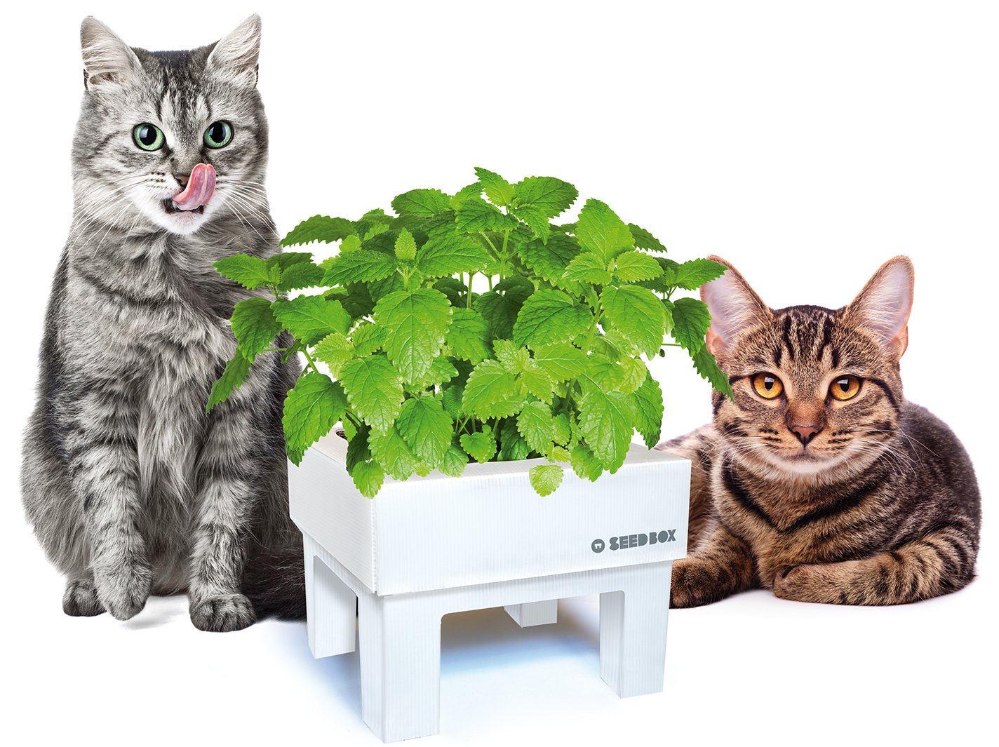 SeedBox SBMIMG Kit huerto Urbano de Menta, Blanco, 20x25x25 cm ...