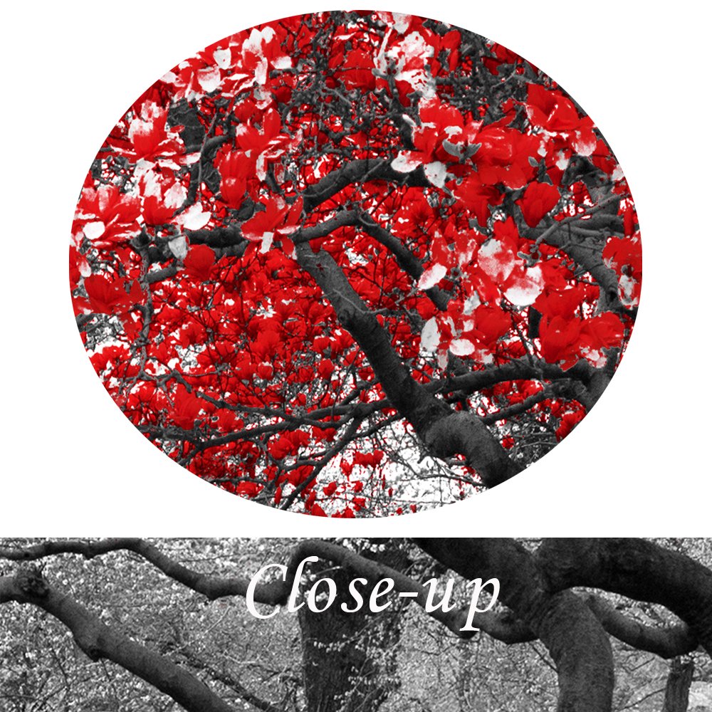 Kreative Arts - Large 4 Piece Canvas Prints Canopy of Red Trees in Surreal Black and White Landscape Scene in Central Park New York City Picture Wall Art Modern Canvas Painting For Home Decoration