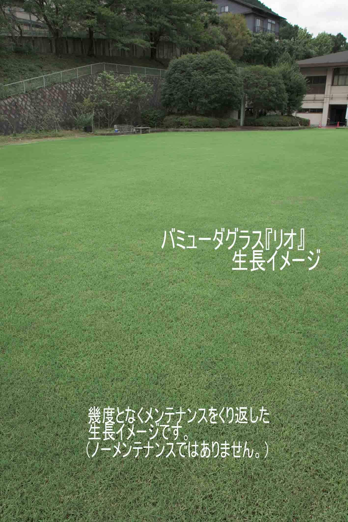 Amazon | 福花園種苗 バミューダグラス『リオ』1L詰 西洋芝種子 | 芝生