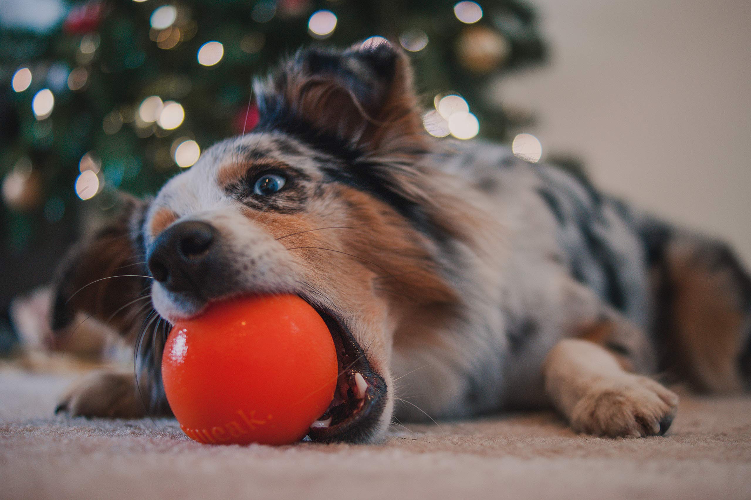 planet play dog toys