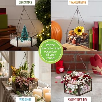 D'Eco Glass Mini Hexagon Display - Tabletop or Hanging Planter Terrarium - Spring Home & Wedding Decor - Fill with Succulents, Cacti, Air Plants, Moss, Flowers for Plant Lovers