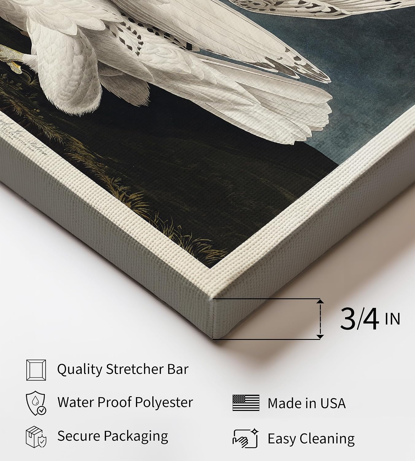 Poster Master Vintage James Audubon Canvas - Iceland Falcon Print - Birds of America Art - Gift for Men, Women & Animal Lover - Wall Decor for Dorm or Living Room - 8x10 STRETCHED Canvas