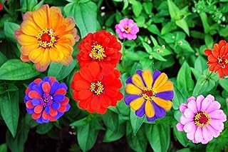 Rare 500 Pcs Mixed Zinnia - California Giant Flower Seeds Bonsai Decoration-Non GMO