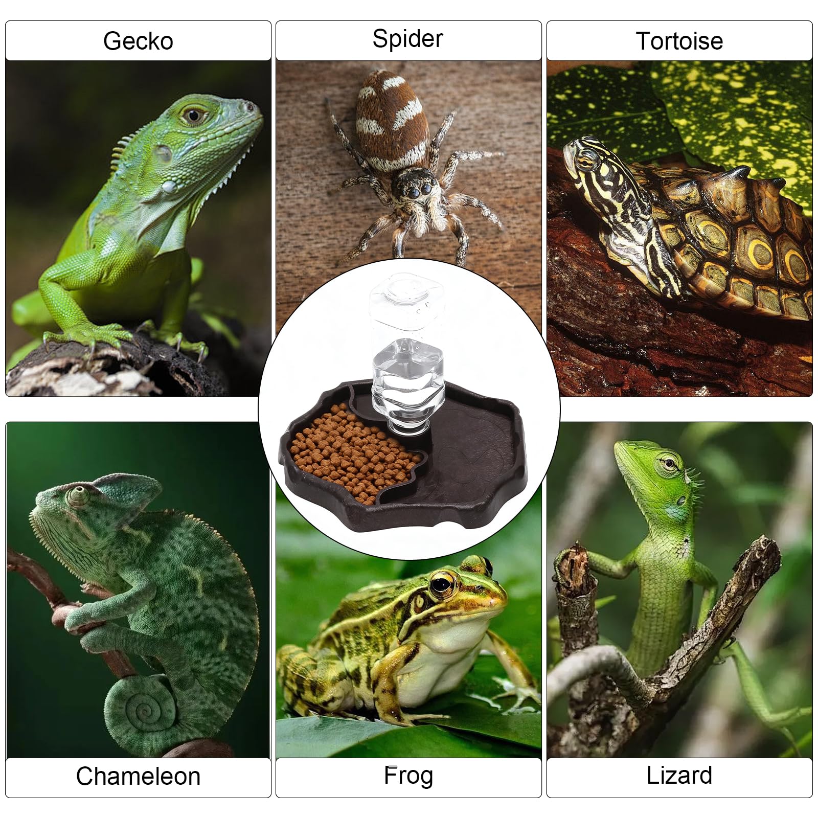 Abreuvoir Tortue Terrestre, Abreuvoir Reptile avec Bouteille, Gamelle Tortue Terrestre et Distributeur Eau Tortue Terrestre 2 en 1, Abreuvoir Tortue Automatique pour Lézards, Geckos, Serpents