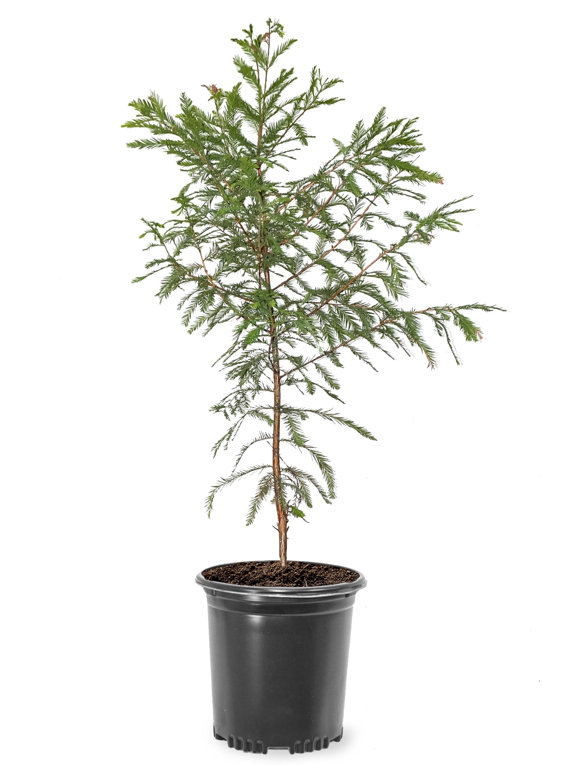 Bald Cypress Tree