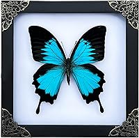 Vista 45 de Mantis Real Enmarcada Creobroter Insecto Muerto Escarabajo Verde Seco Caja de Sombra Flotante 3D Marco de Vidrio Espécimen de Taxidermia