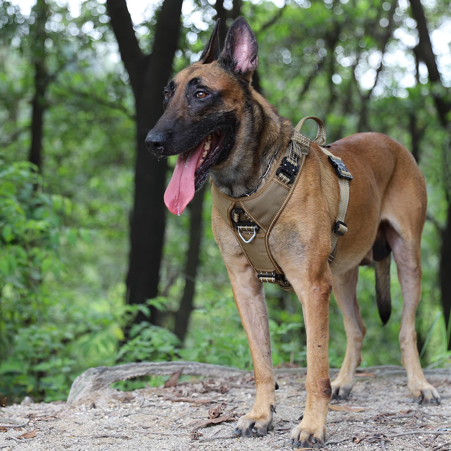 Ultimate Comfort: Review of the ICEFANG No-Pull Dog Harness for Large Breeds