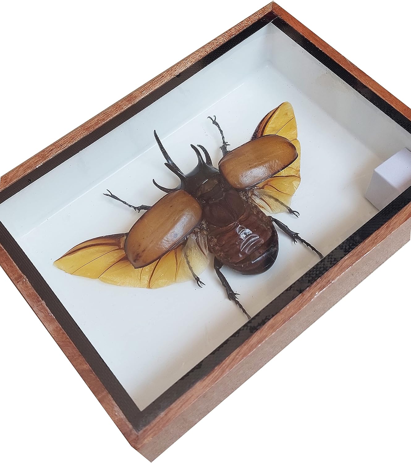 Real The Five-Horned Rhino Beetle Open Wing, Eupatorus gracilicornis. Insect Taxidermy in Wood Box Display for Collectibles