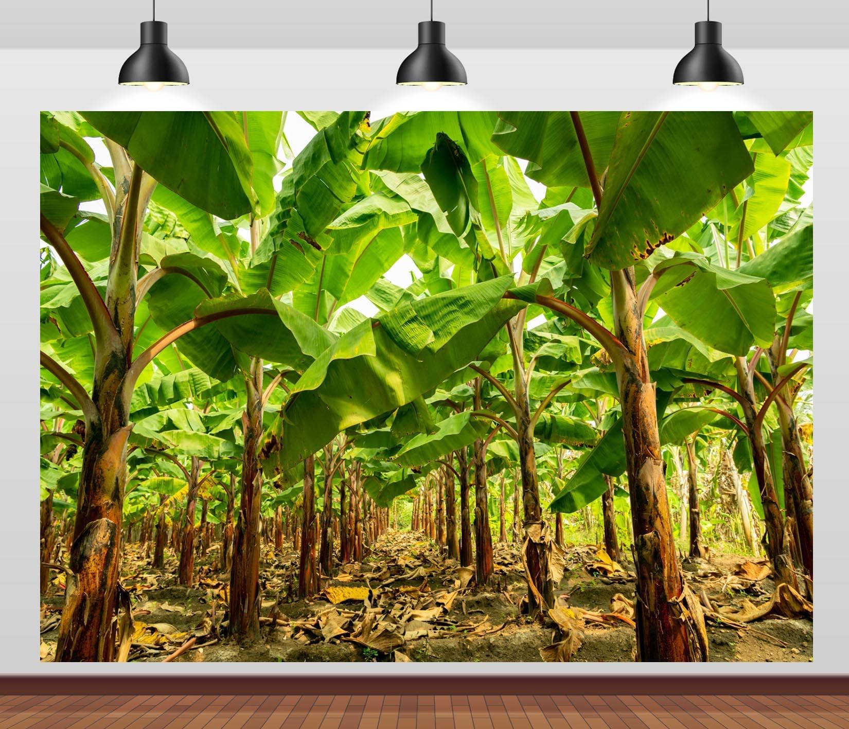 CORFOTO 7x5ft Banana Garden Backdrop Huge Banana Trees Leaf Photo Background for Tropical Fruit Orchard Background Harvest Photo Booth Props
