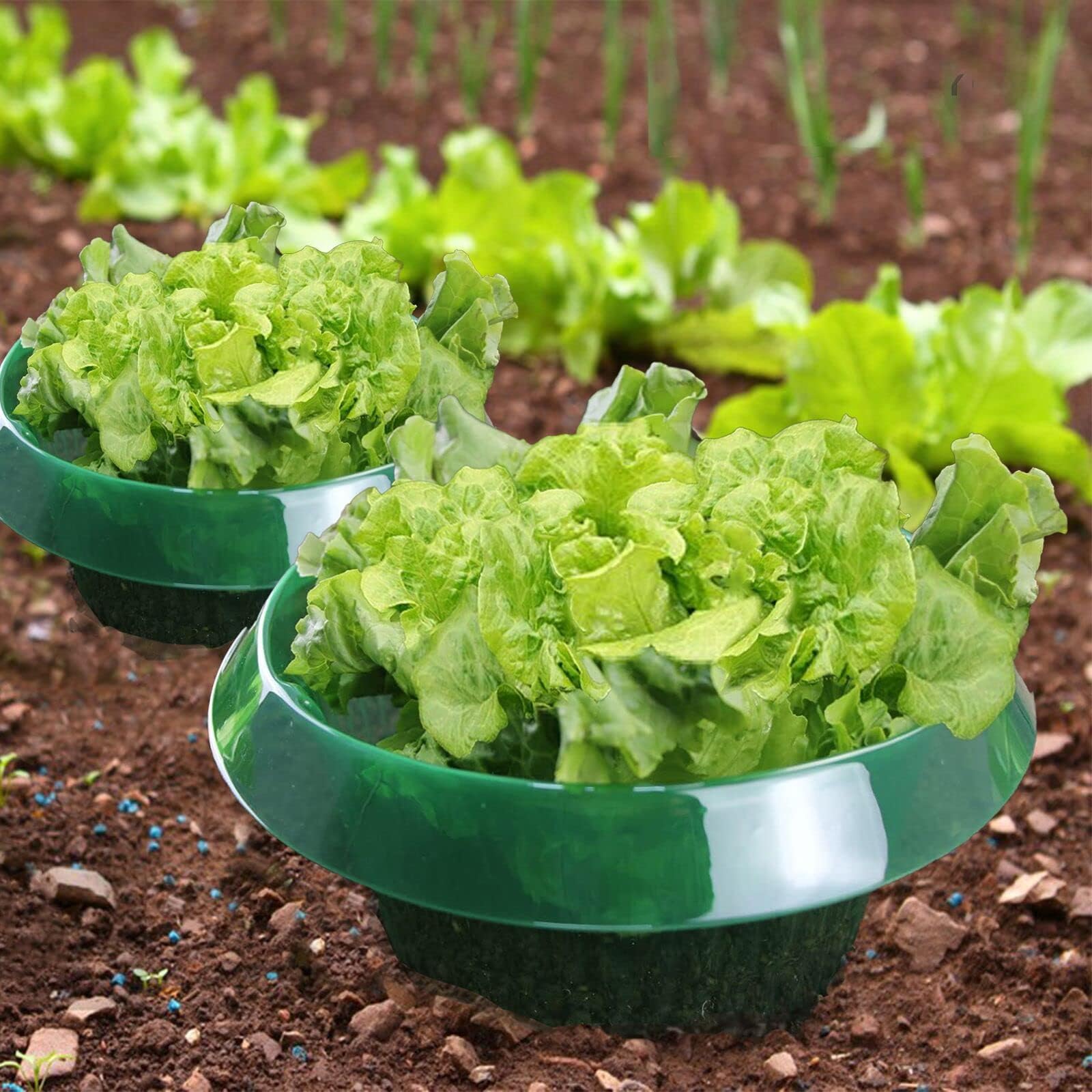 LSRVNM 10 Pezzi Collari Protettivi per Piante, Anello Protezione Lumache, Protezione per Lumache, Respingere Lumache per Le Vostre Piante da Insalata Cavoli Protegge Le Piante da Insetti Animali