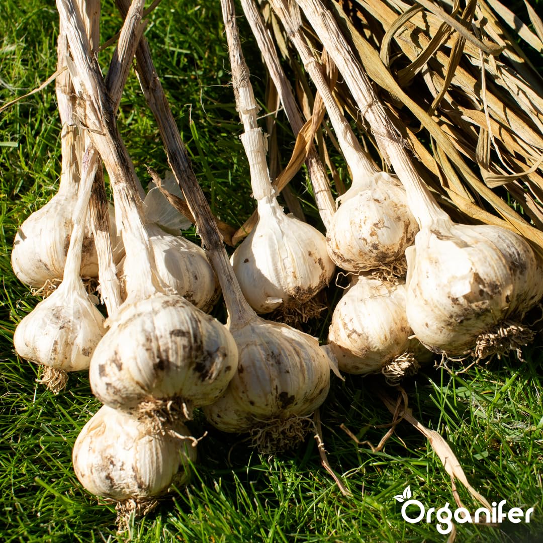 Fertilizante Líquido - 10L - Para Ajo - NPK 2-1-8 | Crecimiento Saludable Y Plantas Vigorosas - Organifer