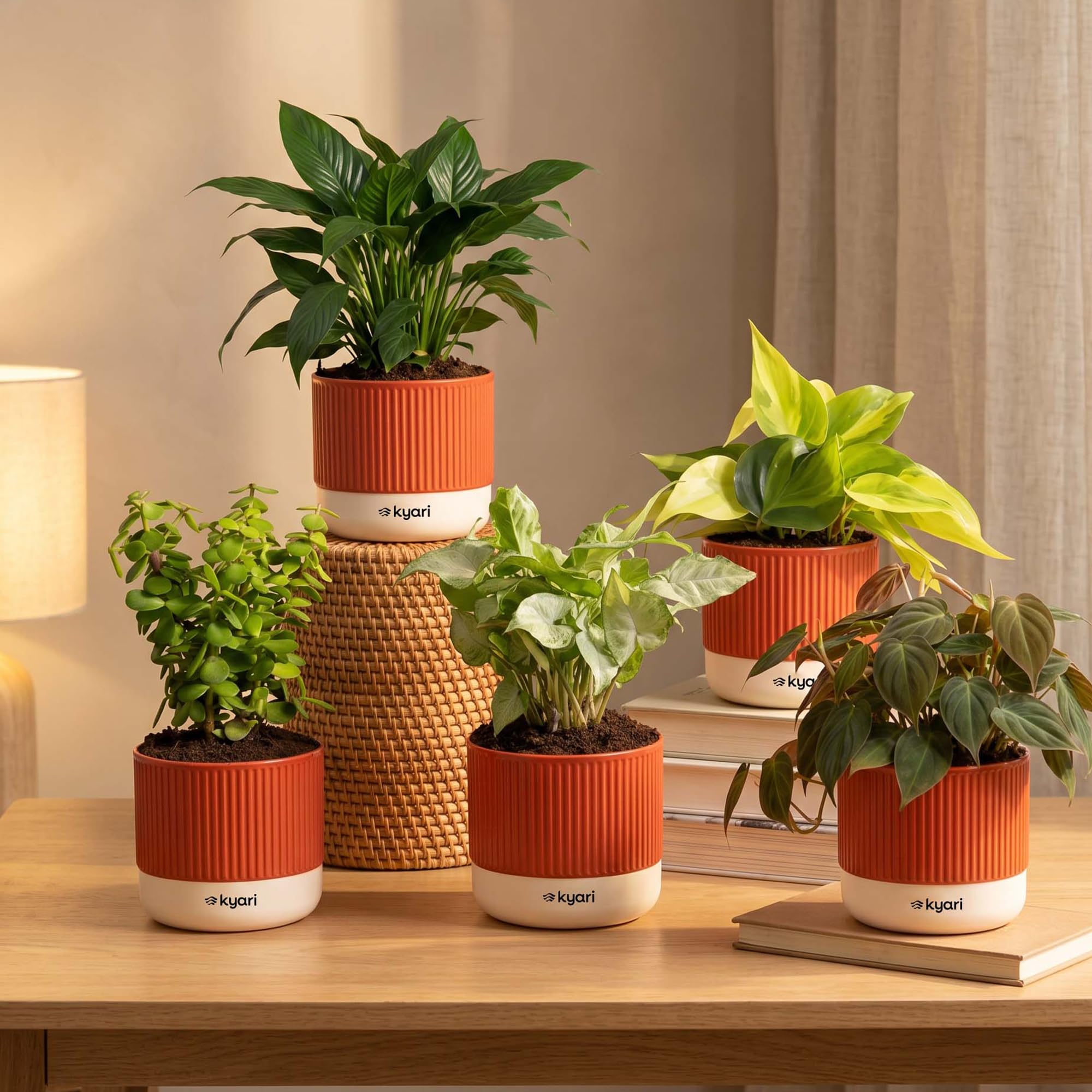 【完売品】KAZETOMORI grow table その他色々 Kyari Combo of 5 Indoor Plants - Philodendron Oxycardium