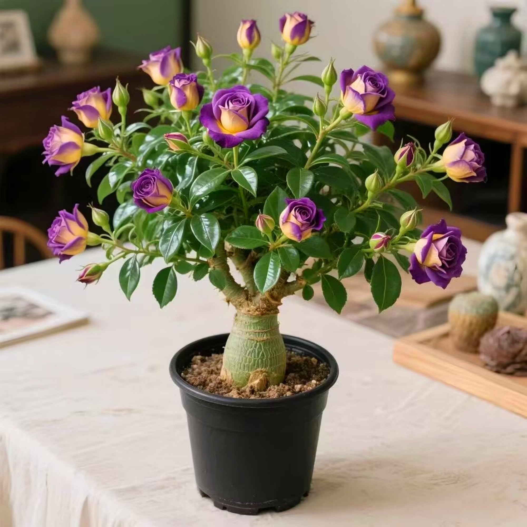Desert Roses That Bloom All Year Round - Full of Flowers in Spring, Summer and Autumn, Evergreen in Winter,Hardy Perennial, Plants UK, Excellent Display-1bulbs-E