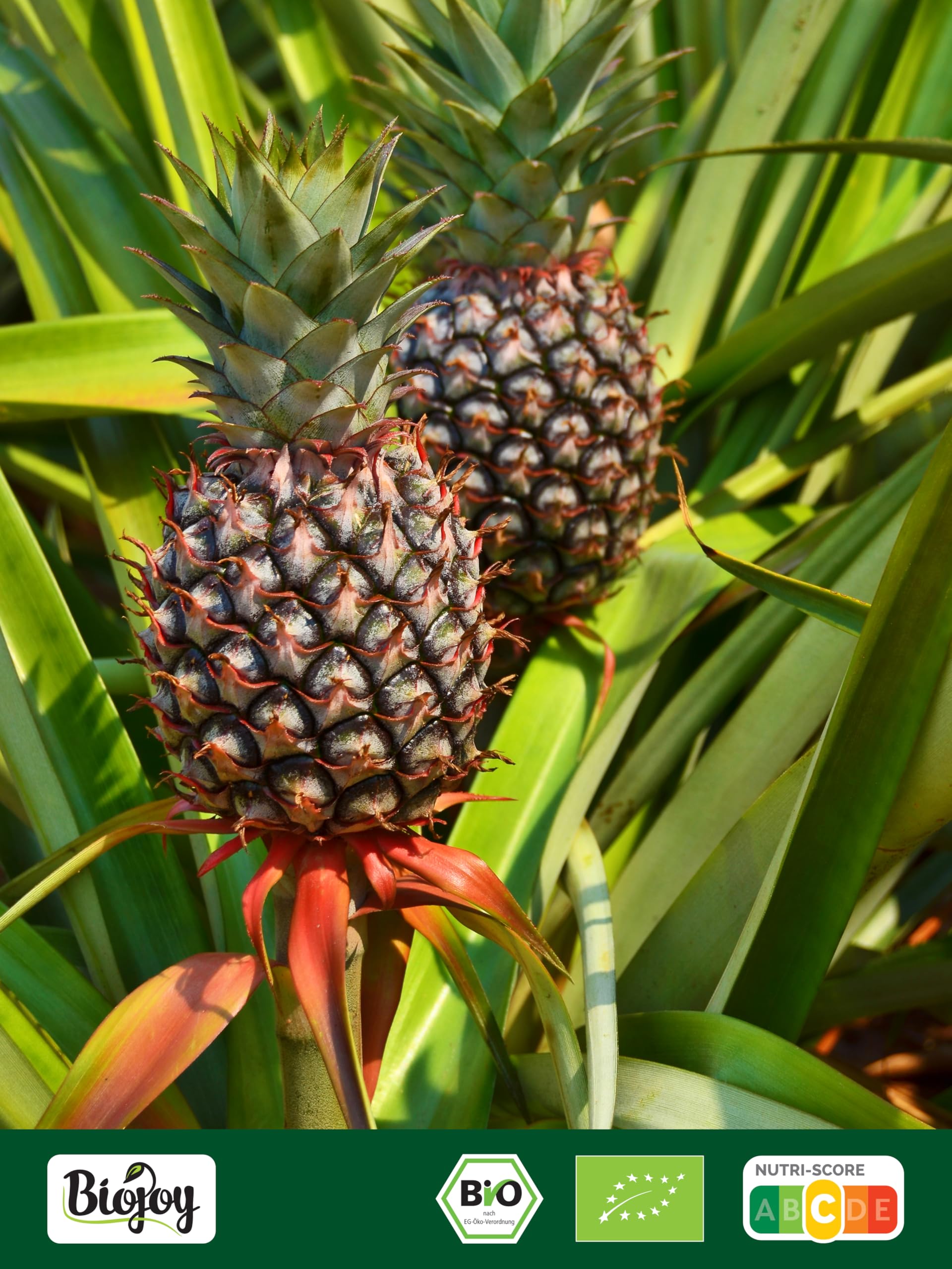 Biojoy Fette di Ananas disidratato BIO (1 kg), senza zucchero aggiuntо e senza zolfo