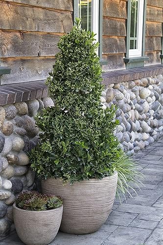 Miniatura 8 de Ligustrum Waxleaf Privet - 12 plantas de cuarto de galón en vivo, cobertura de privacidad en verde perenne