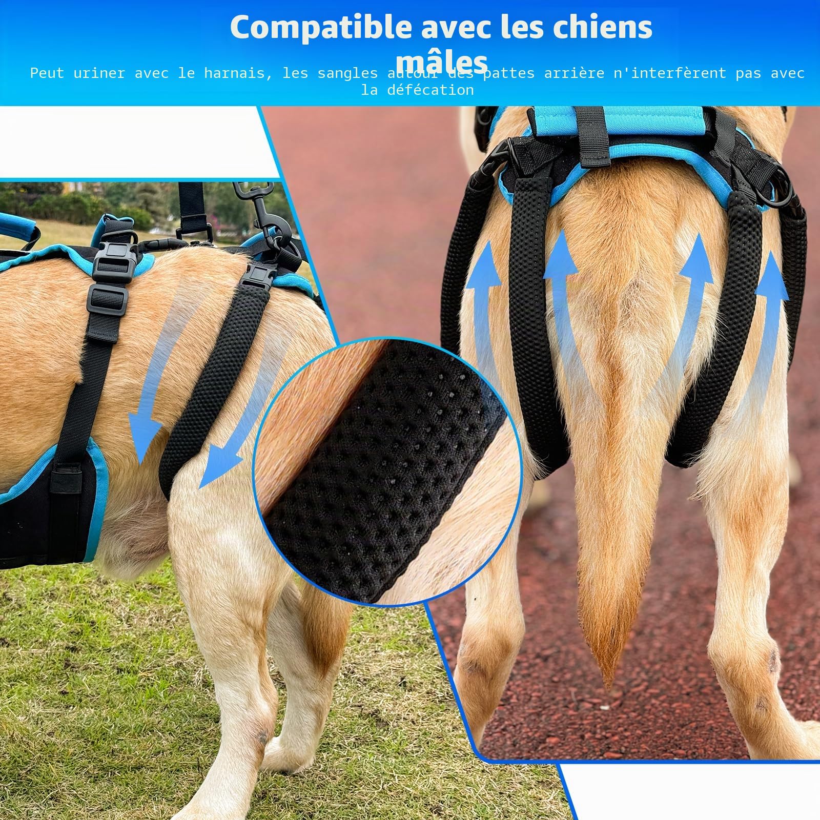 Harnais de Levage pour Chiens Grands Mâles – Harnais 2-en-1 Aide à la Levée, Soutien des Pattes Arrières & Assistance Mobilité pour Chiens Âgés (Noir, Grand)