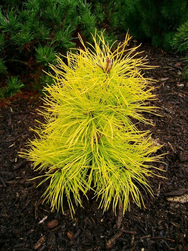 Chief Joseph Lodgepole Pine 2 Year Plant