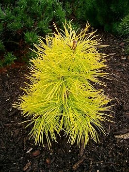 Japanese Maples and Evergreens Chief Joseph Lodgepole Pine