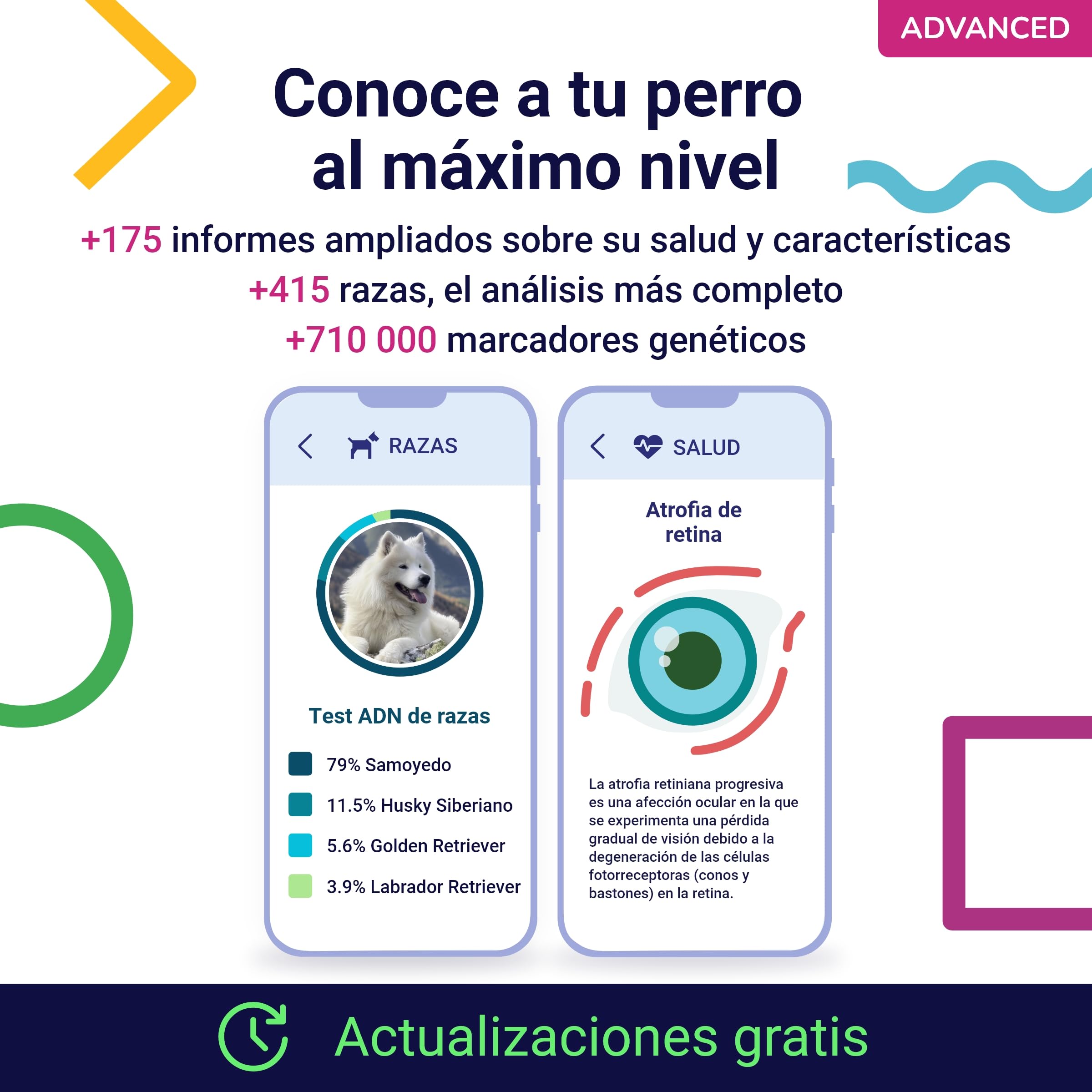 Koko Genetics test ADN perros Advanced (+175 reportes de razas, salud y rasgos). Actualizaciones sin coste