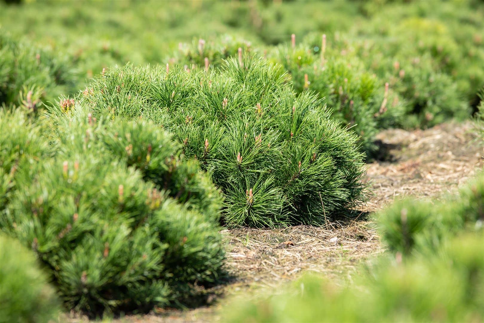 Pinus mugo 'Pumilio' 30–40 cm – Immergrün, Winterhart, Pflegeleicht – Zwerg-Kiefer – Nadelgehölz für Steingarten & Kübel
