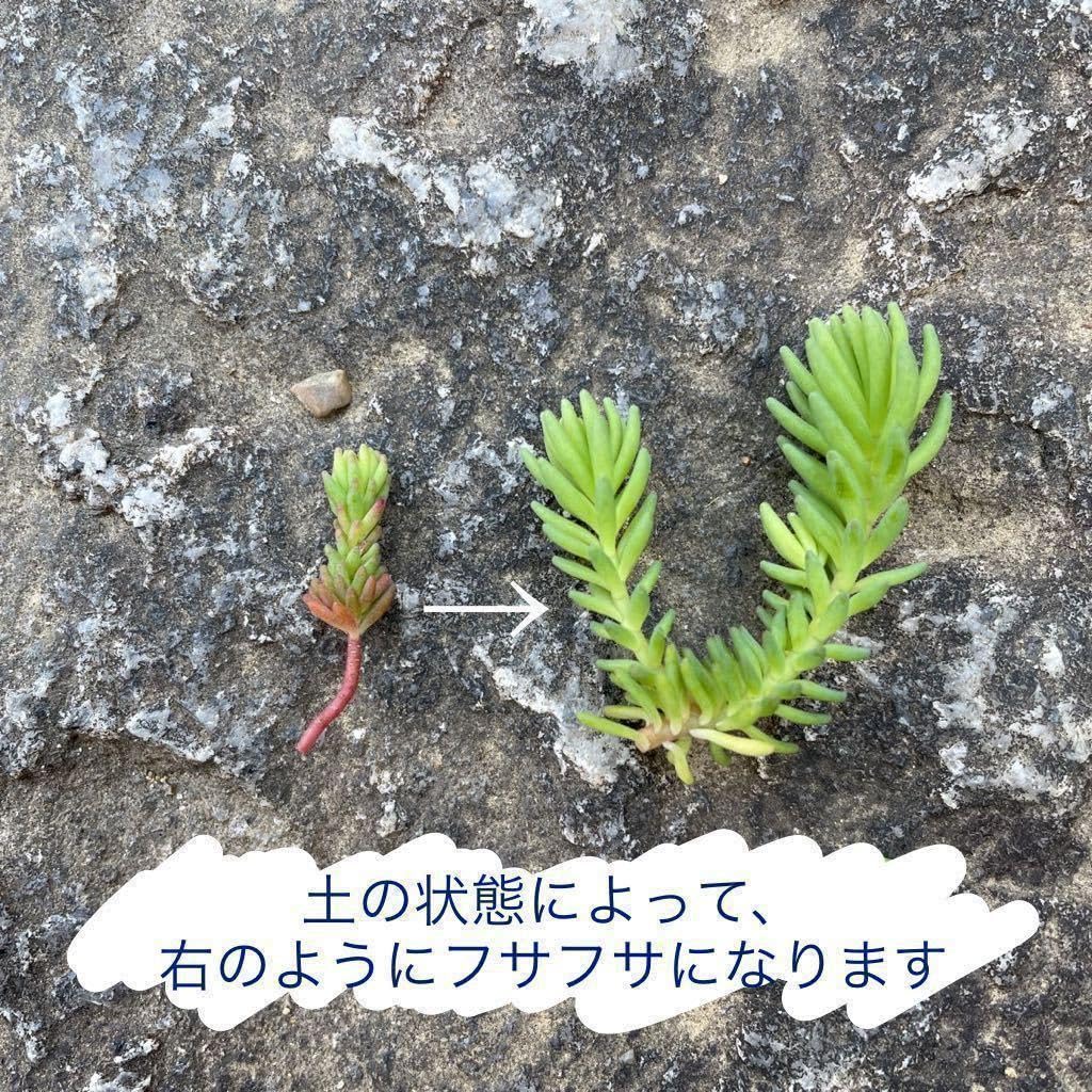 Amazon.co.jp: 大量大特価！ヒスパニクム セダム 多肉植物 初心者向け