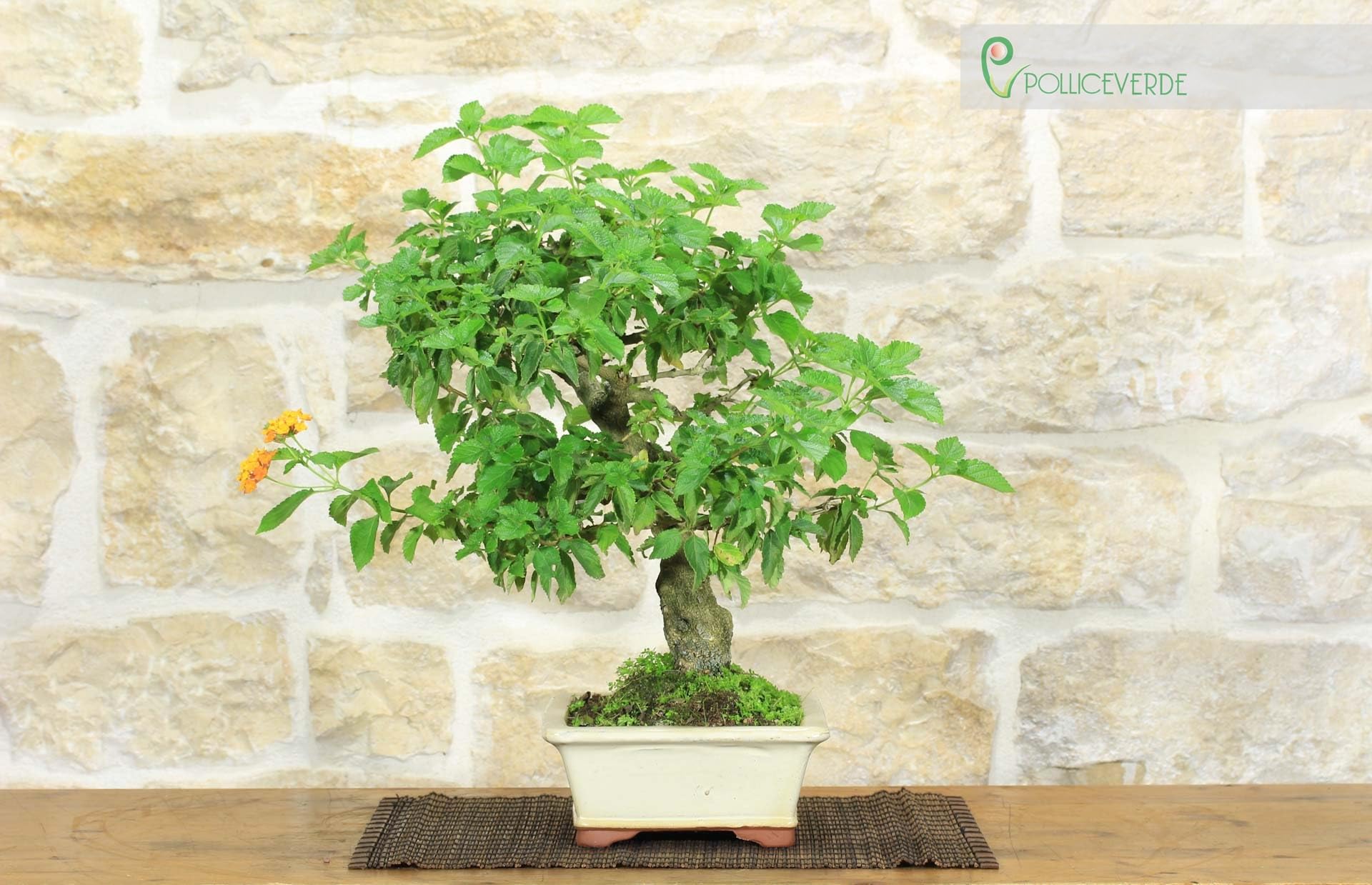 Bonsai di Lantana Camara (38)