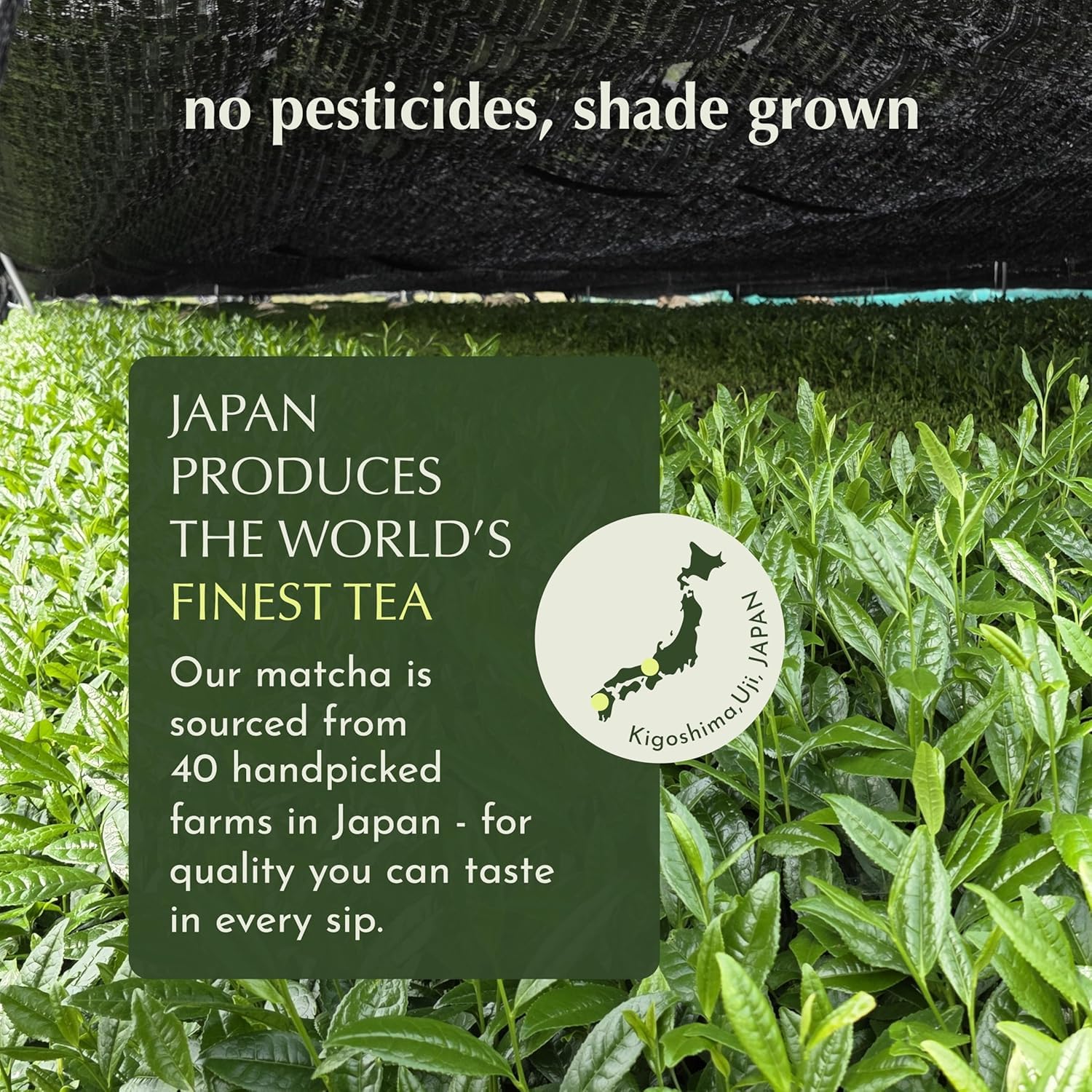 Encha Matcha Latte Powder Sweetened - Lightly Sweet Matcha Powder - First Harvest - Premium Japanese Matcha - — view 4