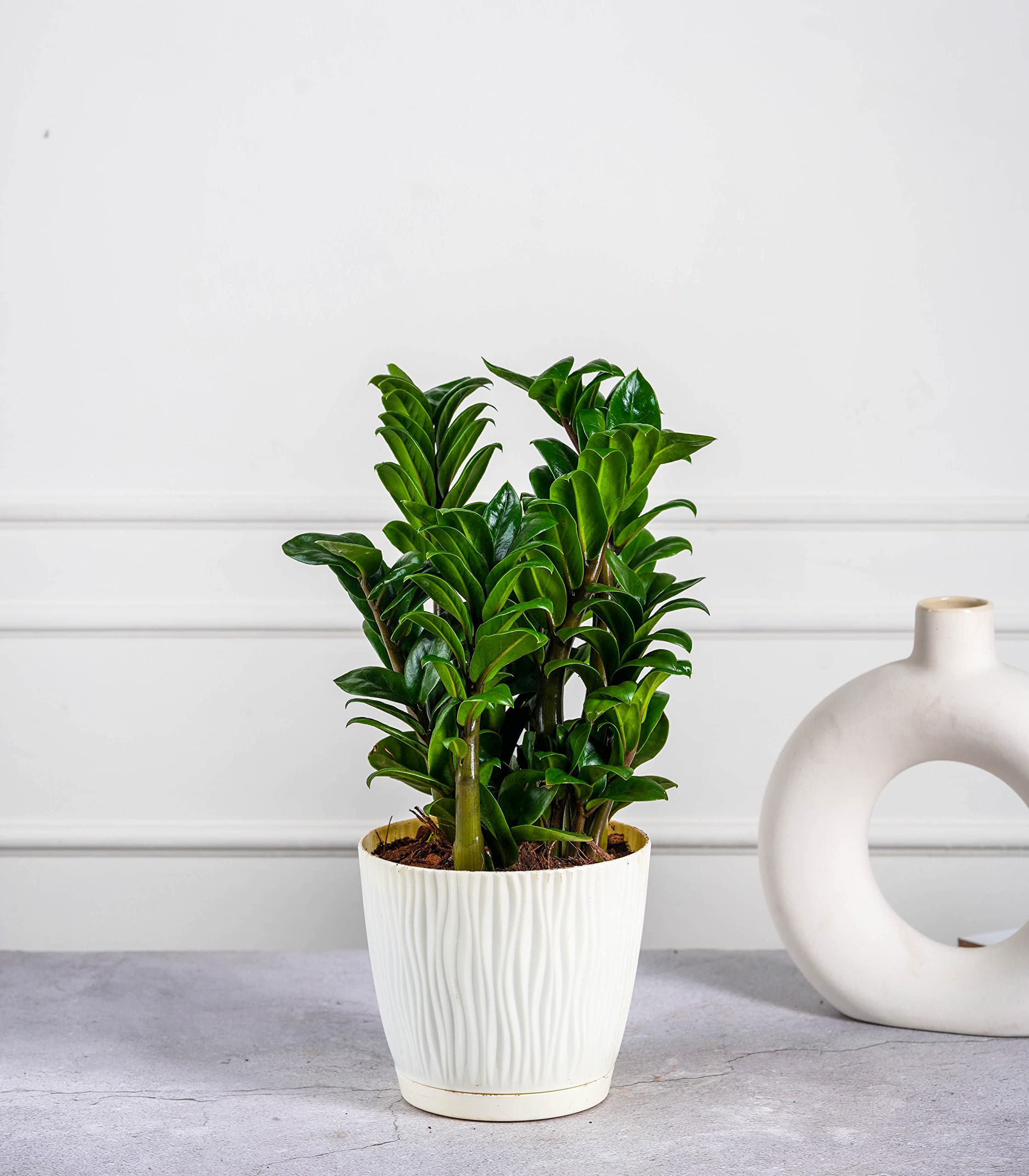 See full amazon price history chart for Nurturing Green® ZZ Plant Curly Large in Ivory Plastic Self Watering Pots (5.5 Inch Wide * 5 Inch High) Indoor Plants | Lucky Plant | Air Purification | Low Maintenance | Home and Office Decor Nurturing Green® ZZ Plant Curly Large in Ivory Plastic Self Watering Pots (5.5 Inch Wide * 5 Inch High) Indoor Plants | Lucky Plant | Air Purification | Low Maintenance | Home and Office Decor (B0BN8KKV1G) Amazon Price History, Amazon Price Tracker