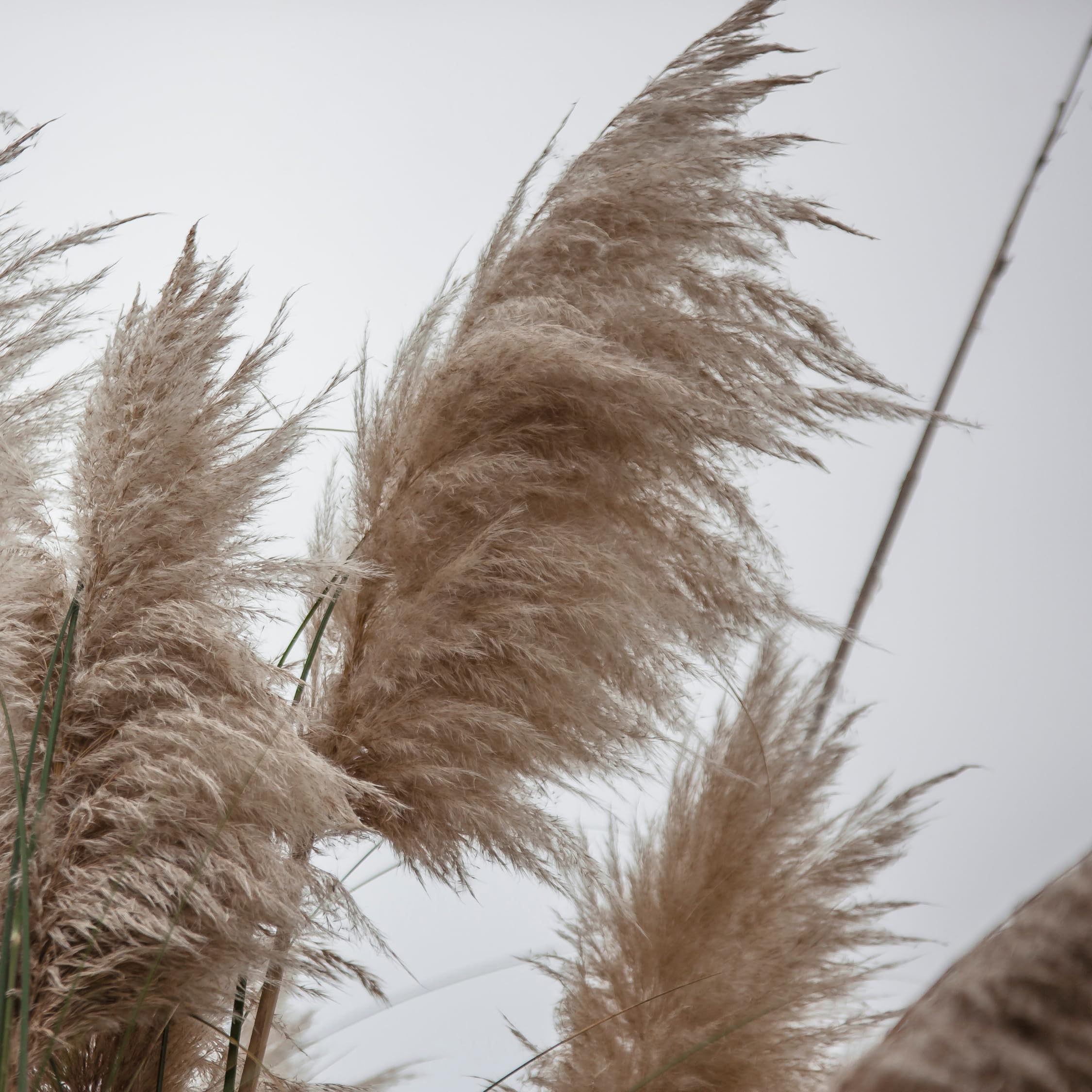 Plant in a Box - Erbe della pampa bianche - Mix di 6 - Rosa - Cortaderia selloana - Vaso 9cm - Altezza 25-40cm