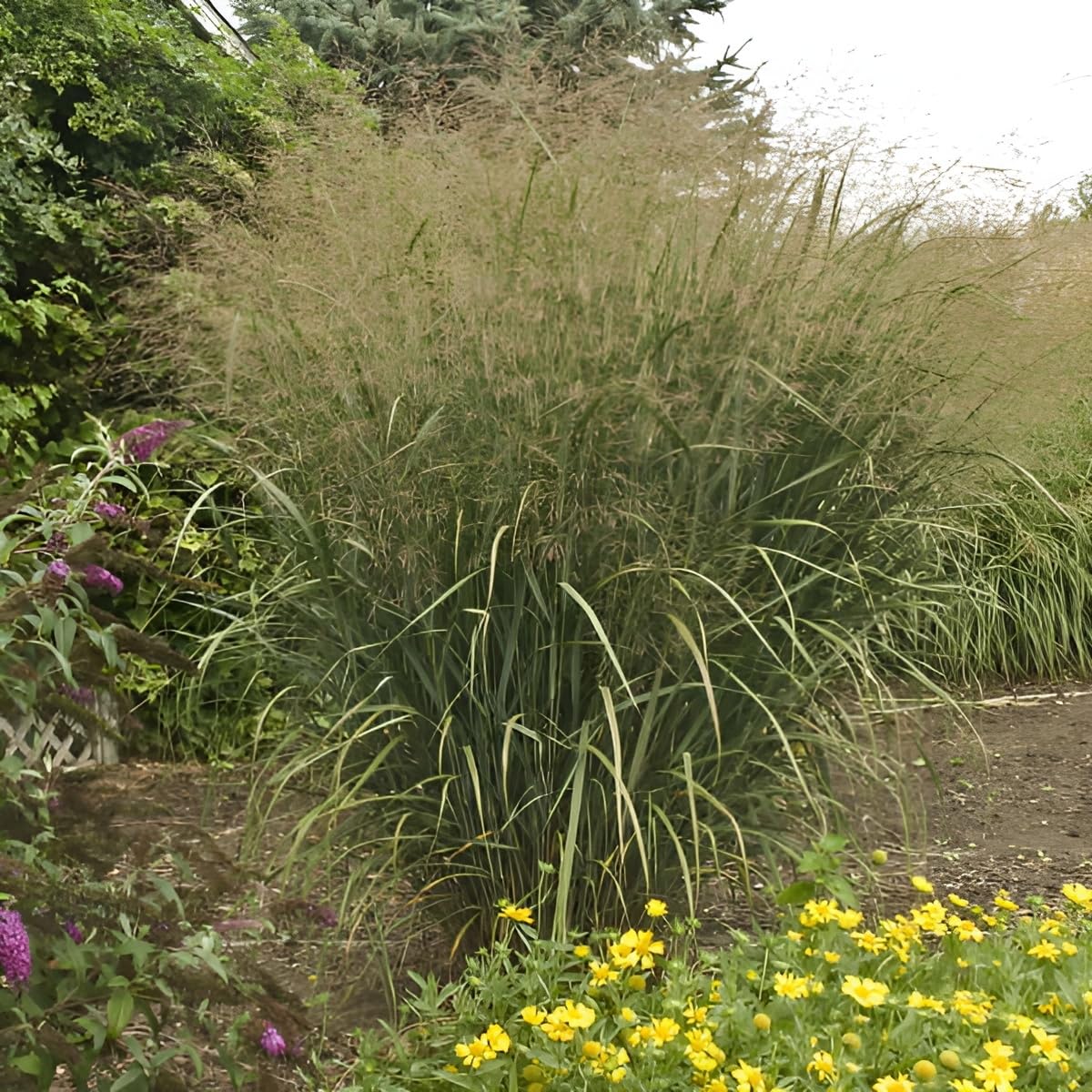 Stauden Gänge 10 x Panicum virgatum 'Thundercloud' Riesen Rutenhirse | Hohes Ziergras für Sonne, Blüte August bis Oktober, mehrjährig, 1 L Topf (11x11 cm)