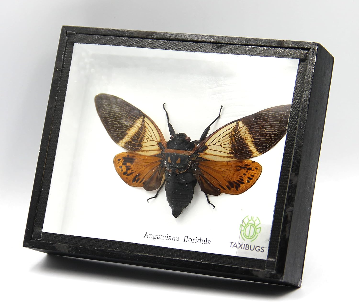 Real Exotic Cicada Opens Wings - Taxidermy Collection Framed in a Wooden Box As Pictured (Red Wings, Black Wooden Box)