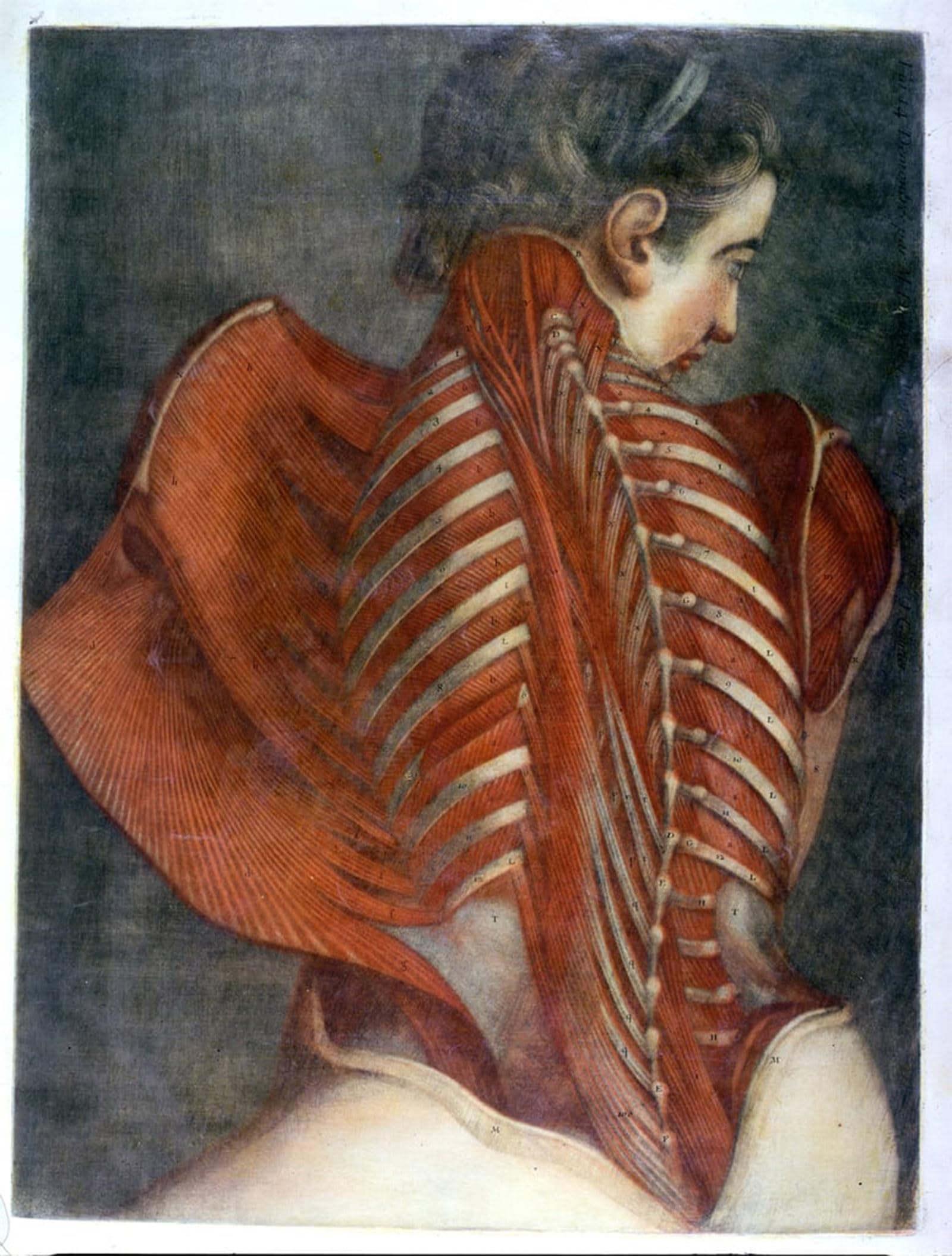 SERENDIPITP Retro Picture Poster Wall Art Pictures Painting the Flayed Angel by Jacques Fabien Gautier D'agoty Wall Art Canvas Print for Wall Decor 60x90cm