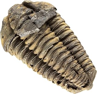 KALIFANO Authentic Large Arthropod Calymene Trilobite Fossil from Morocco - Marine Trilobita/Calymene for Fossil Collections and Education Purposes (Information Card Included)