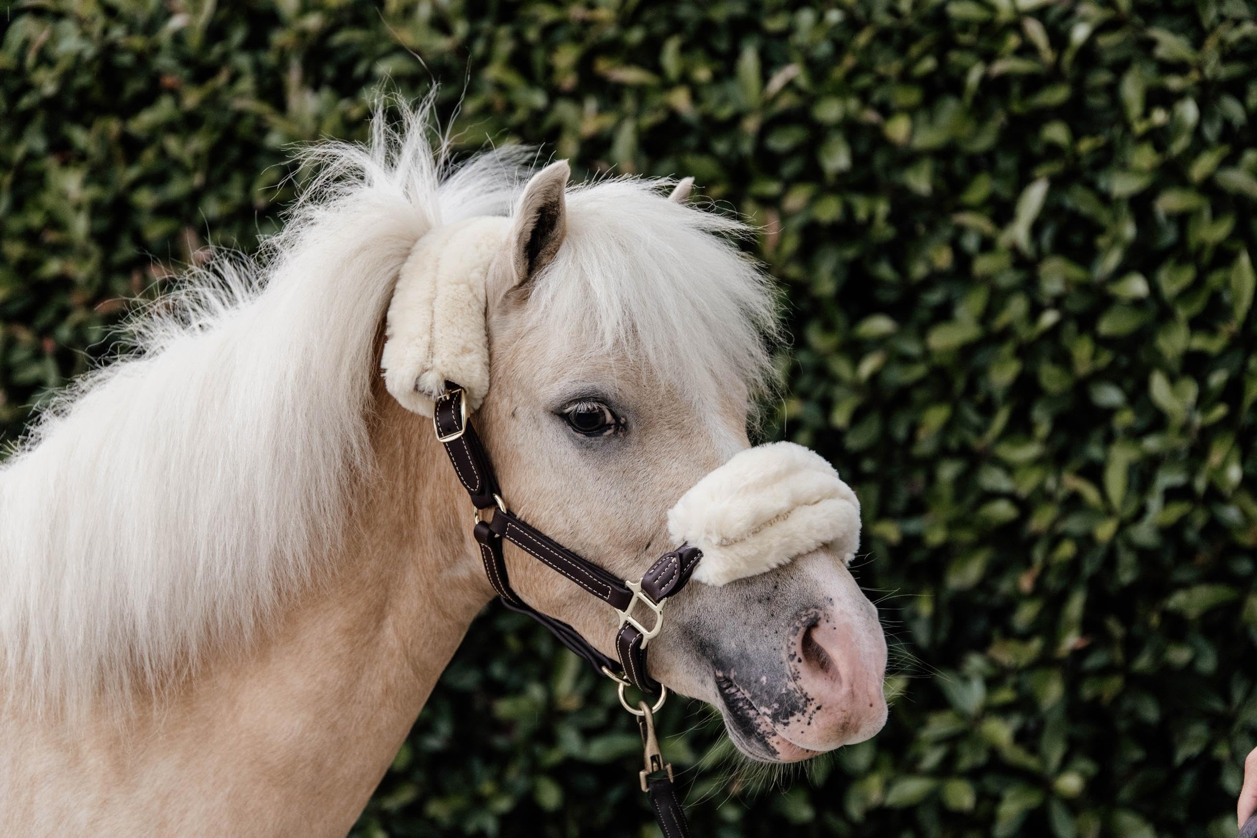 Licol de poney en cuir de mouton Kentucky - Équipement de pansage et protection poney