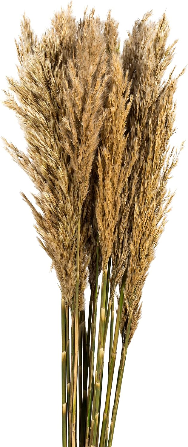 Afloral Natural Ivory Preserved Plume Reed Grass - 36-40"