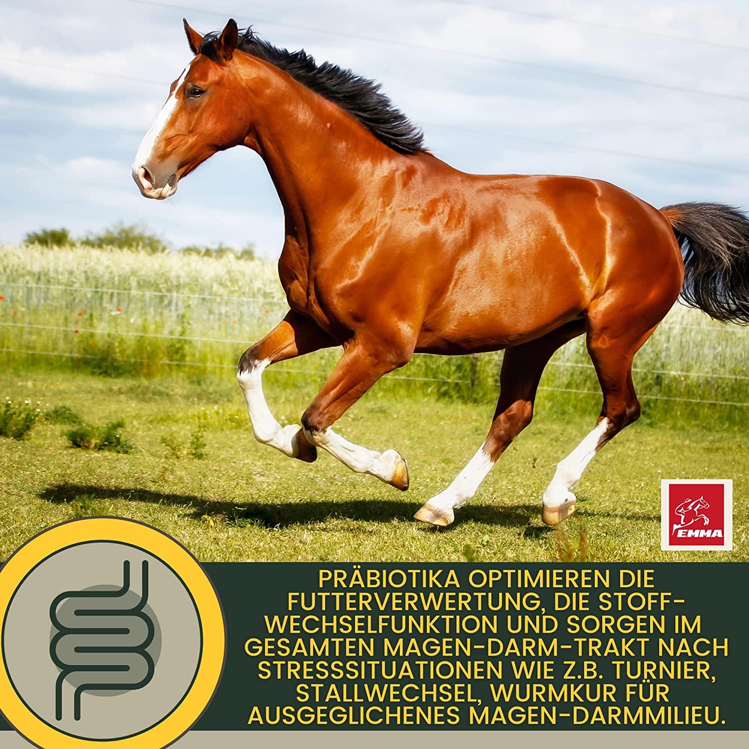 Caballo de refuerzo para el estómago, probióticos, levadura de cerveza, vitamina E, caballo, cultivos de levadura, microflora intestinal, tracto gastrointestinal, pasta de vitaminas I después de