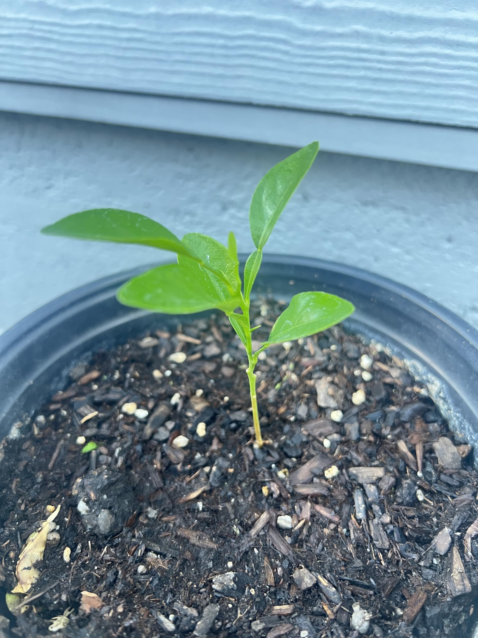 Milk‐tree♡ Amazon.com : Live Kaffir Lime Tree Plant, Citrus Hystrix