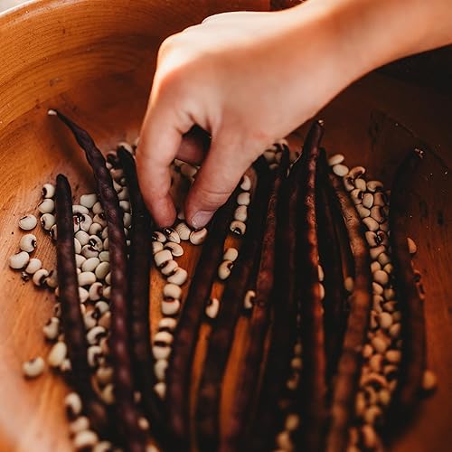 Miniatura 6 de Pink Eyed Purple Hull Cowpea - 50 semillas - Variedad de guisantes de campo sureño de reliquia, cultivadas en Estados Unidos, semillas de guisante