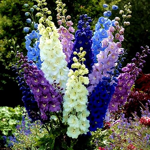 Miniatura 3 de Larkspur Giant Imperial Seed Mix Delphinium Consolida 100 semillas para plantar