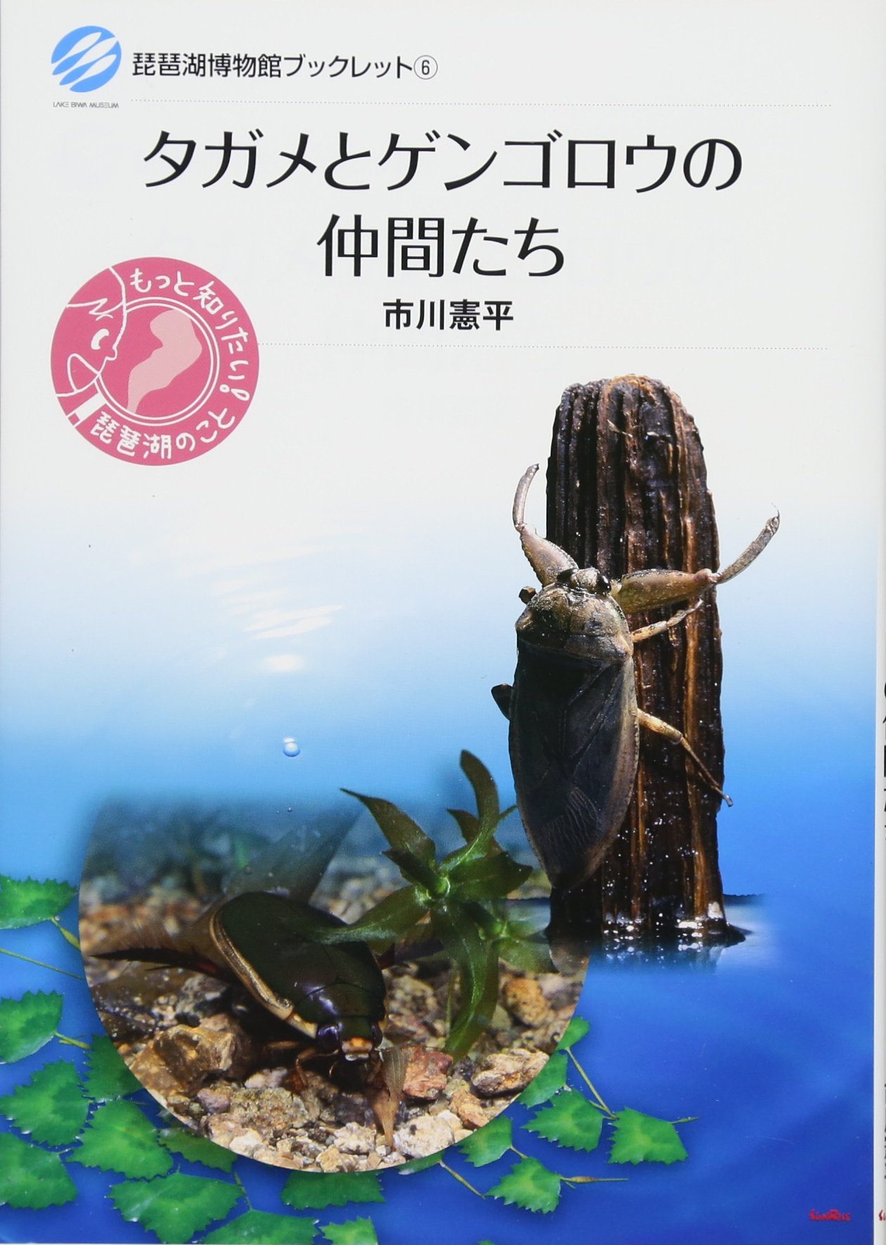 研究者向き　ゲンゴロウセット　ゲンゴロウ以外も含む 水田に生息するゲンゴロウ類4種の幼虫の共存機構を解明｜長崎大学