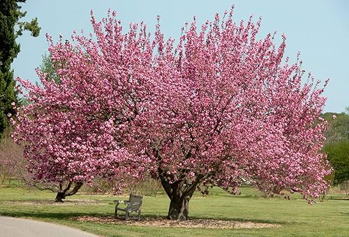 Miniatura 2 de Okame Cherry Blossom Plant - Árbol de cerezo japonés para plantar (6 a 10 pulgadas de alto) - Not Ship AZ, CA