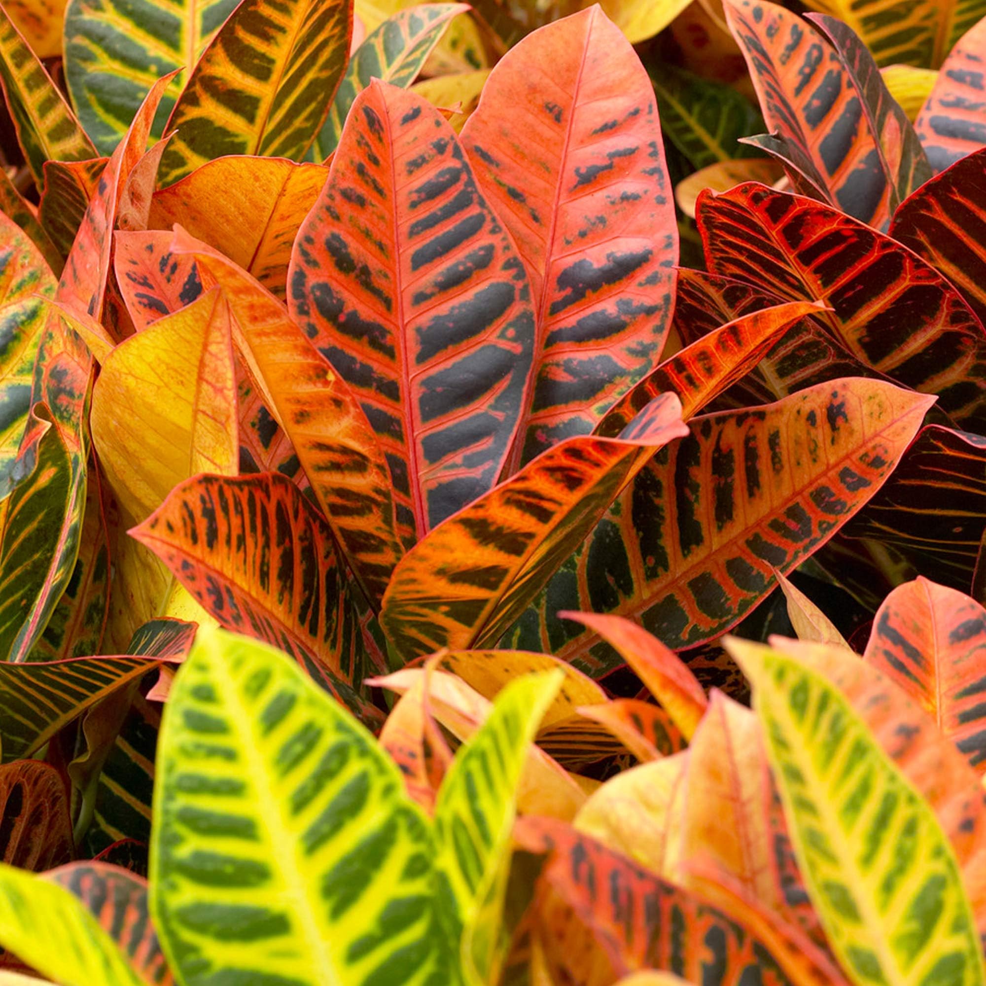 Codiaeum Petra - Live Evergreen Indoor House Plant - Decorative Air Purifying Houseplant for Home and Office - Great Gifts for Plant Lovers (30-40cm Incl. 13cm Pot)