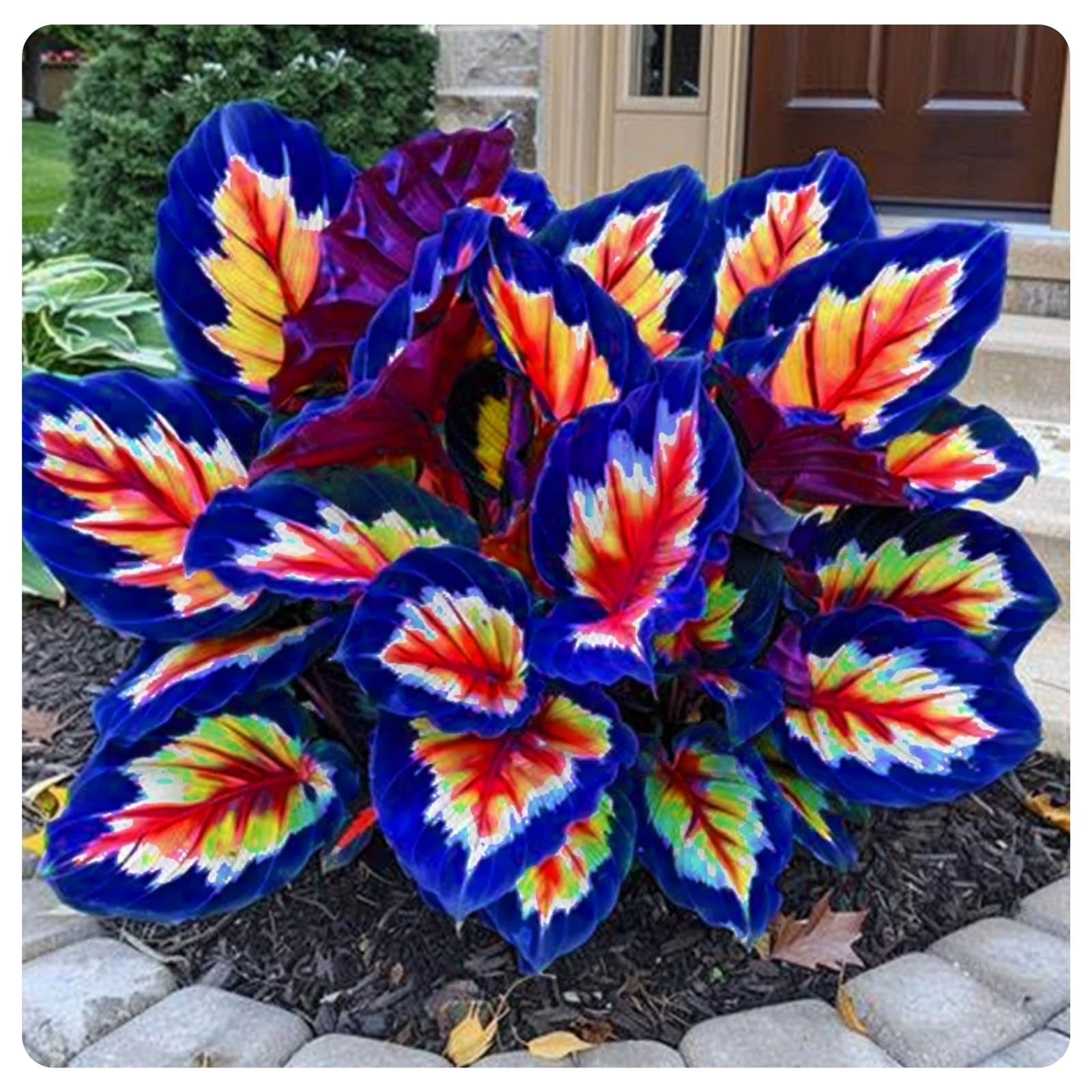 Hosta Bulbs Mix for Planting Now UK/Perennial,Stunning Ornamentals,Excellent Display,Striking Midnight Blue,Potted-Plants-Rhizome,Cold-Tolerant/Shade-Tolerant,Garden.-15Bulbs