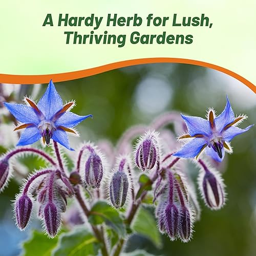 Miniatura 6 de Outsidepride Semillas de borraja azul para plantar semillas de hierbas anuales, tolerantes a la sequía con flores en forma de estrella, atraen