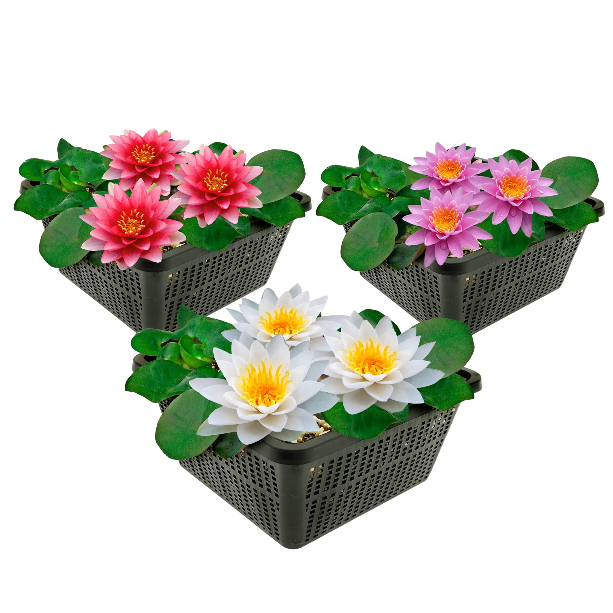 Vdvelde.com - Große Seerosen Set - 3 Wasserlilien Rot Weiß Rosa im Pflanzkorb - Teichpflanzen Komplettset mit Substrat, Dünger & Kies - Für Teich 10-100 cm Tiefe